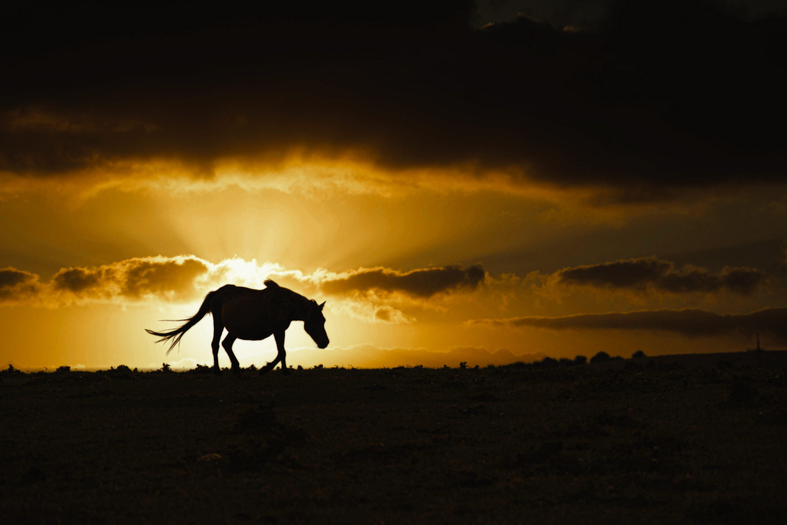 今夜は島酒紀文 与那国島 崎元酒造編 珠玉の島酒