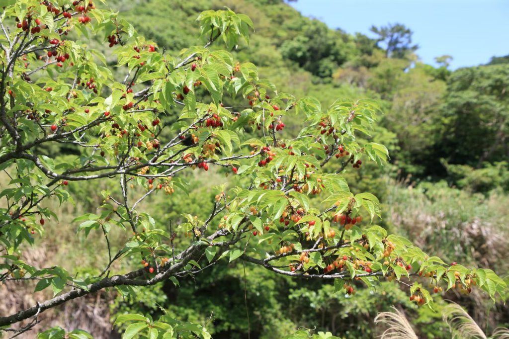 やんばるのサクランボ