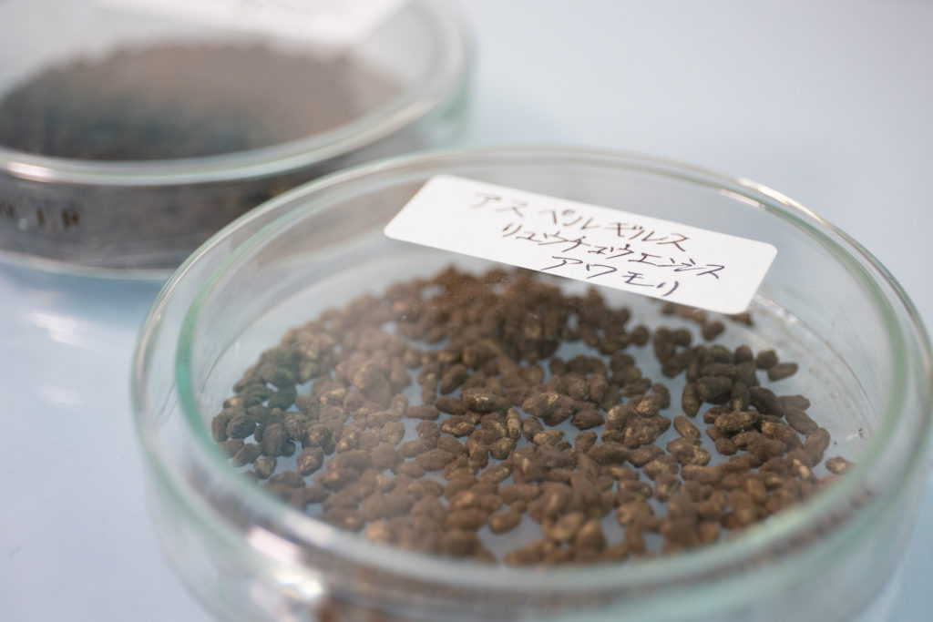 泡盛　石川種麹