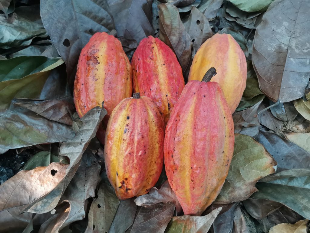 泡盛 CACAO OKINAWA